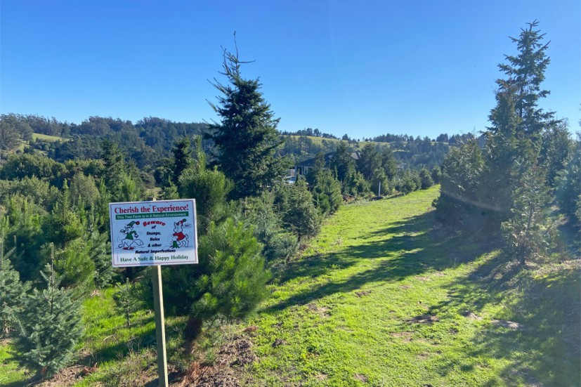 Celesta Farms Christmas Trees Sebastopol