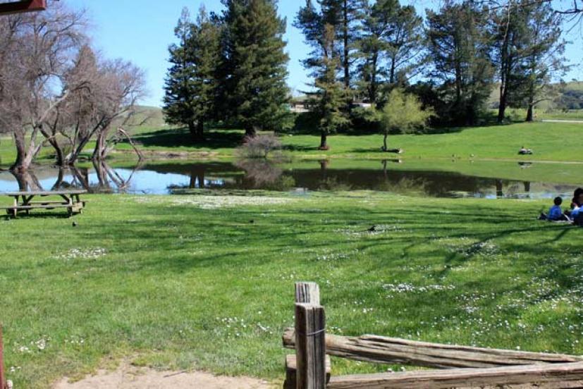 Family Picnics at Marin's Cheese Factory Marin Mommies