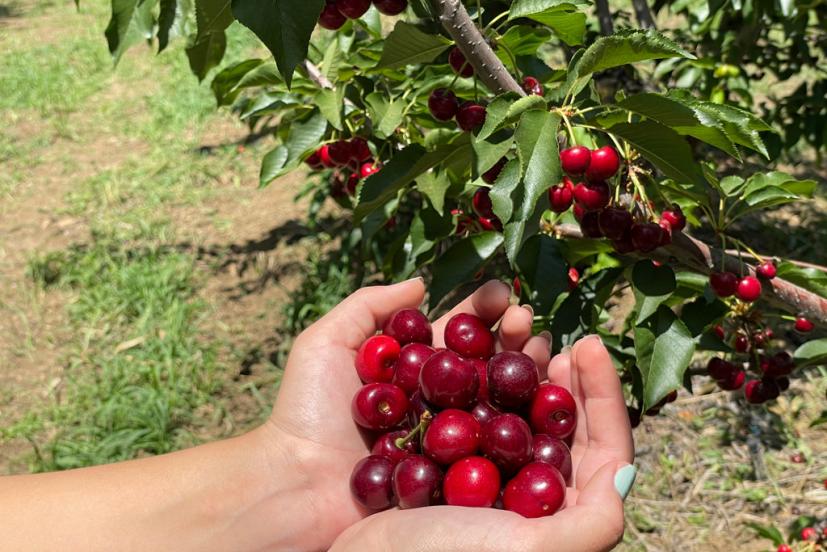 Organic u-pick cherries Brentwood California