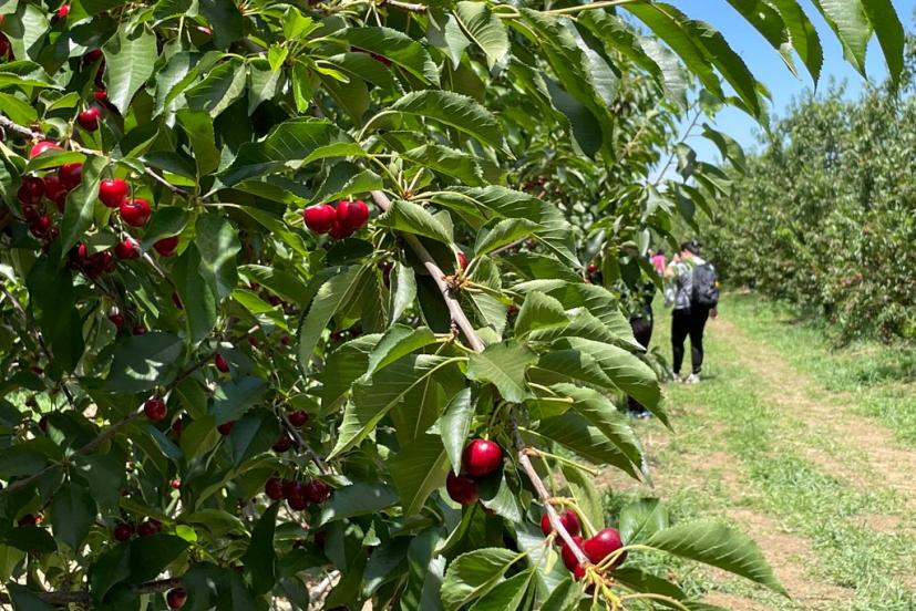 Organic u-pick cherries Brentwood California