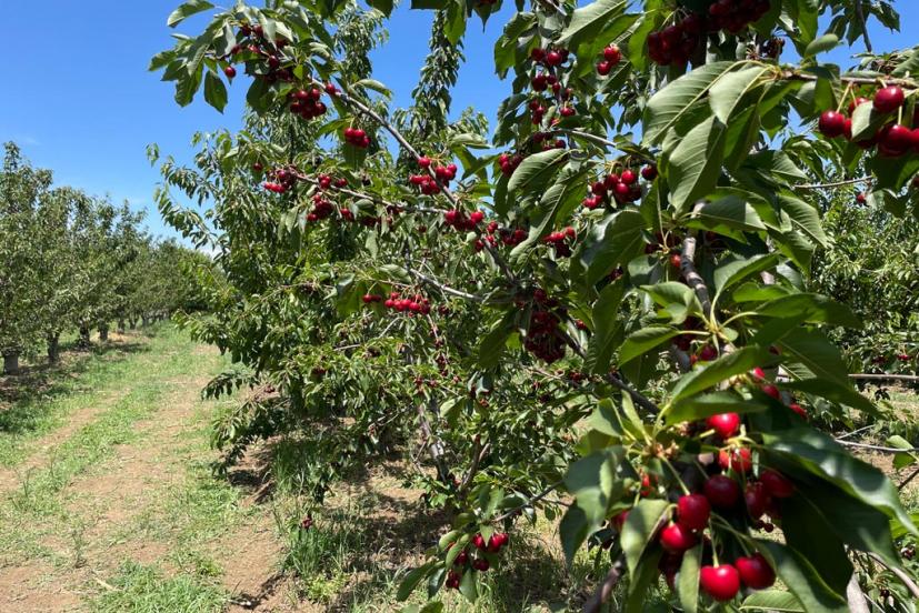 Organic u-pick cherries Brentwood California