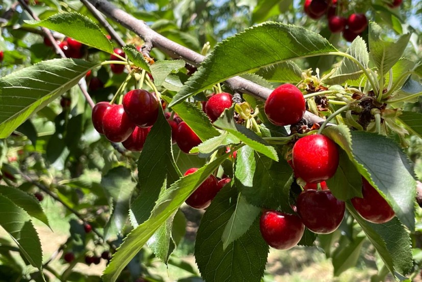 Cherries on a tree at Dwelley Family Farms in Brentwood