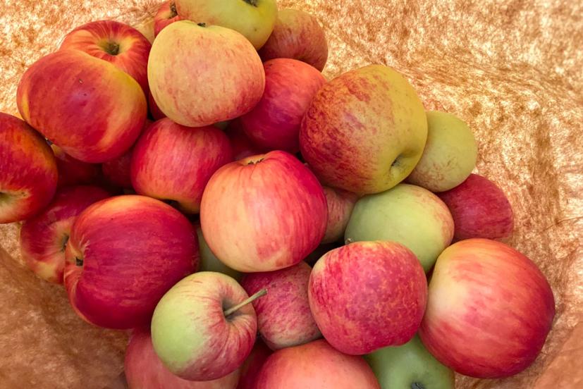 Chileno Valley Ranch apples