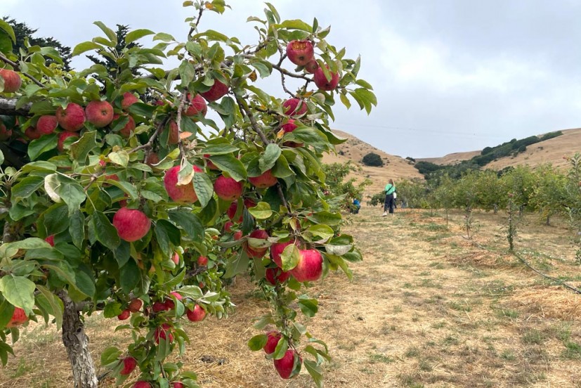 Apples at Chileno Valley Ranch u-pick