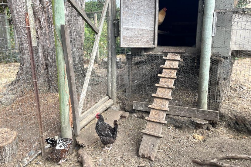 Chicken coop at Chileno Valley Ranch u-pick