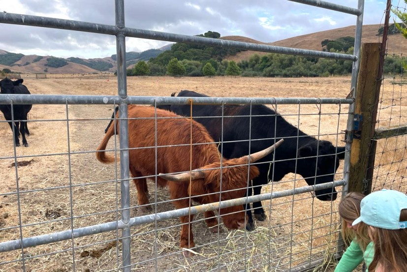 Cows at Chileno Valley Ranch u-pick