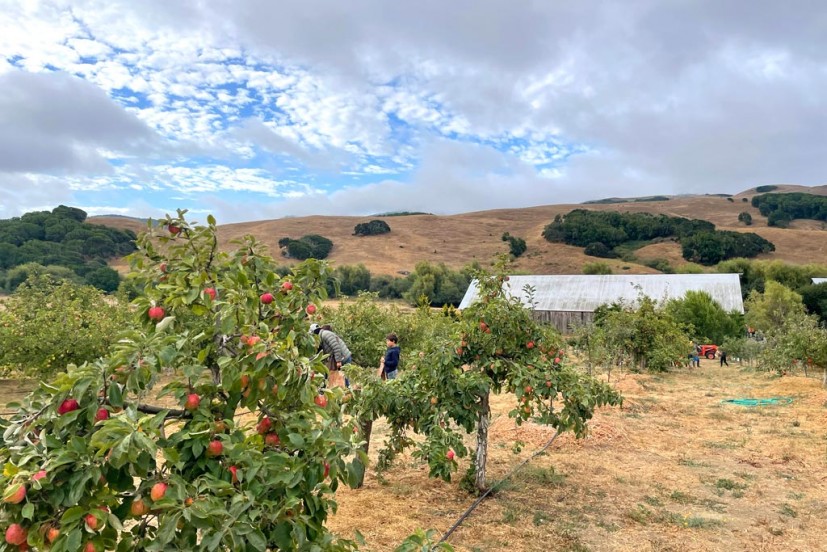 Apple orchard at Chileno Valley Ranch u-pick