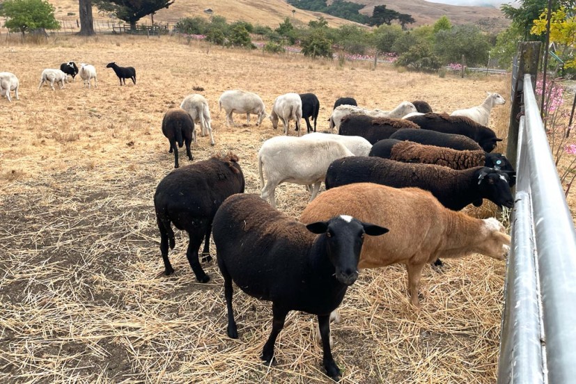 Sheep at Chileno Valley Ranch u-pick