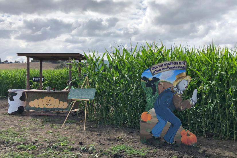 Corn maze