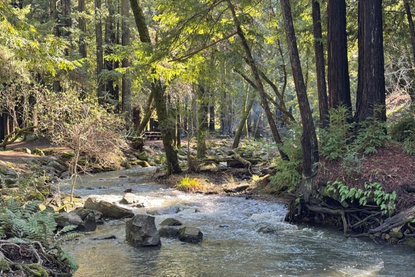 Lake Lagunitas creek view