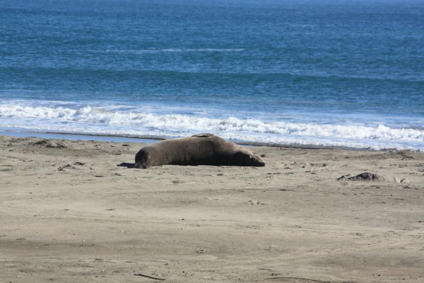 elephant seal on Drakes Beach