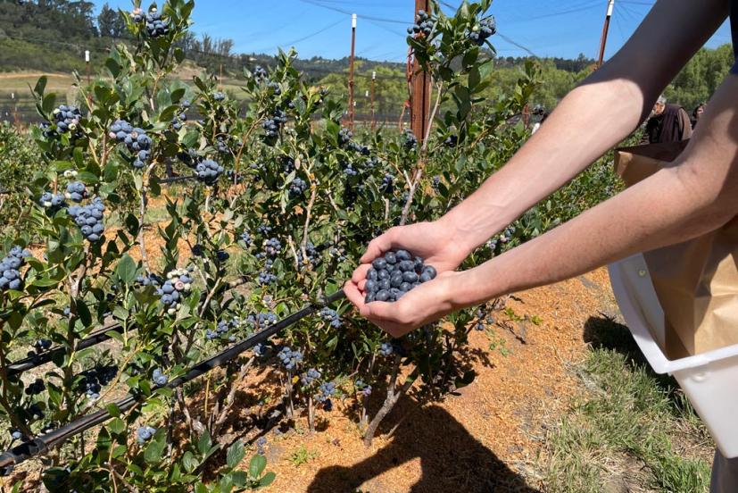U-Pick Organic Blueberries at Duckworth Family Farm in Sebastopol