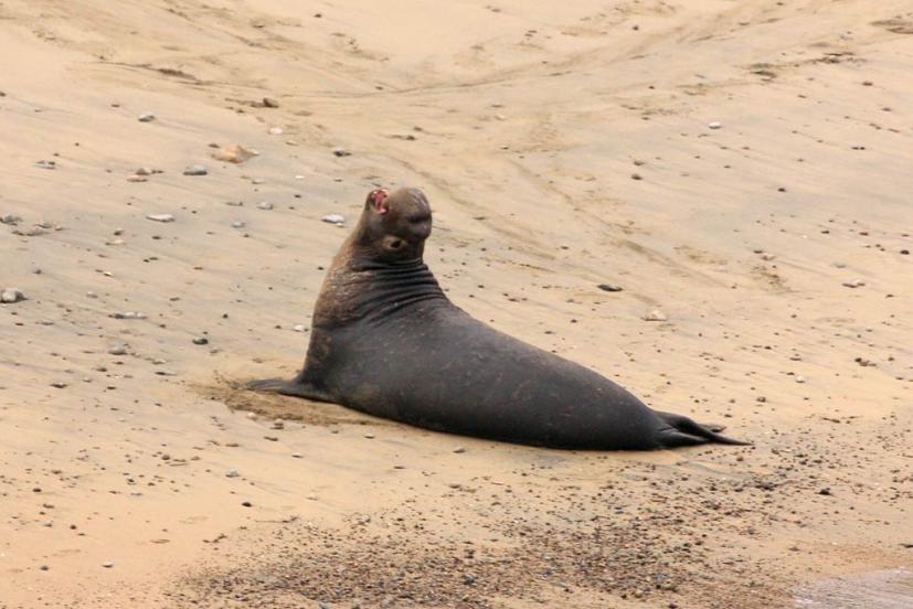 Elephant Seal Point Reyes National Seashore