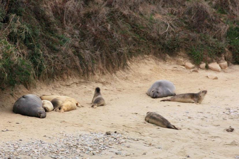 Elephant seals at Chimney Rock