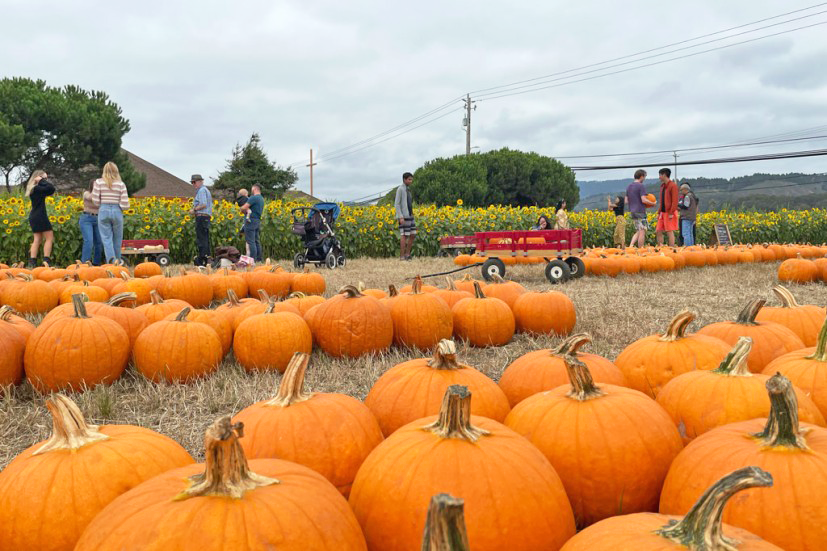 LIST: Pumpkin Patches in the valley