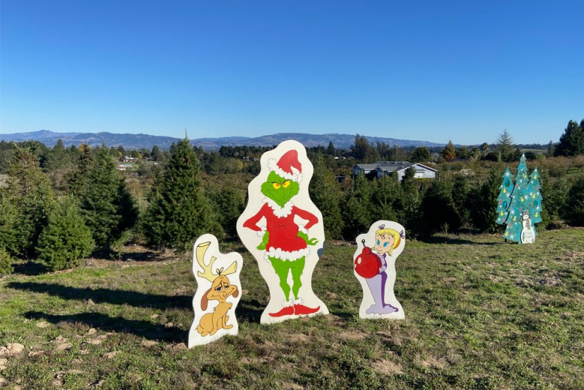 Frosty Mountain Christmas Trees Sebastopol