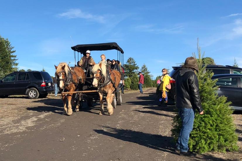 Garlock Christmas Tree Farm Sebastopol