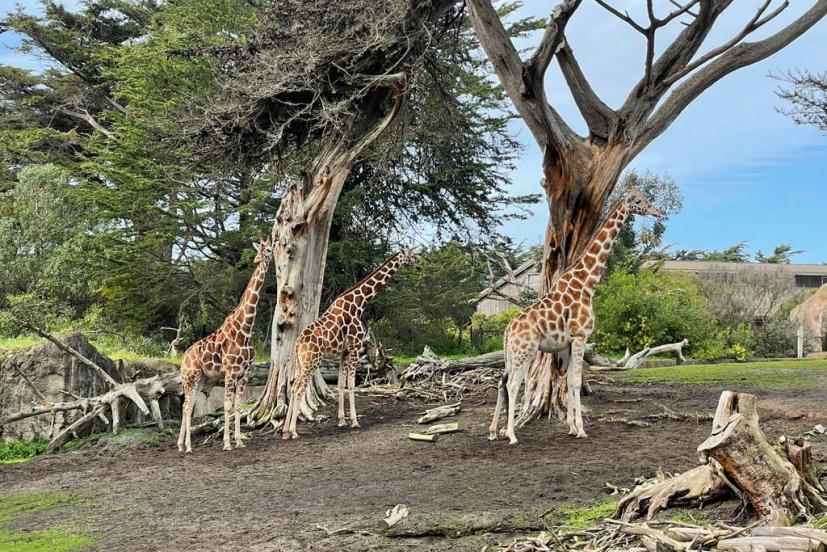 SF Zoo Giraffes