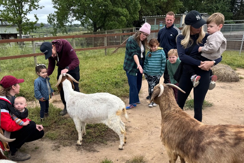Families petting goats