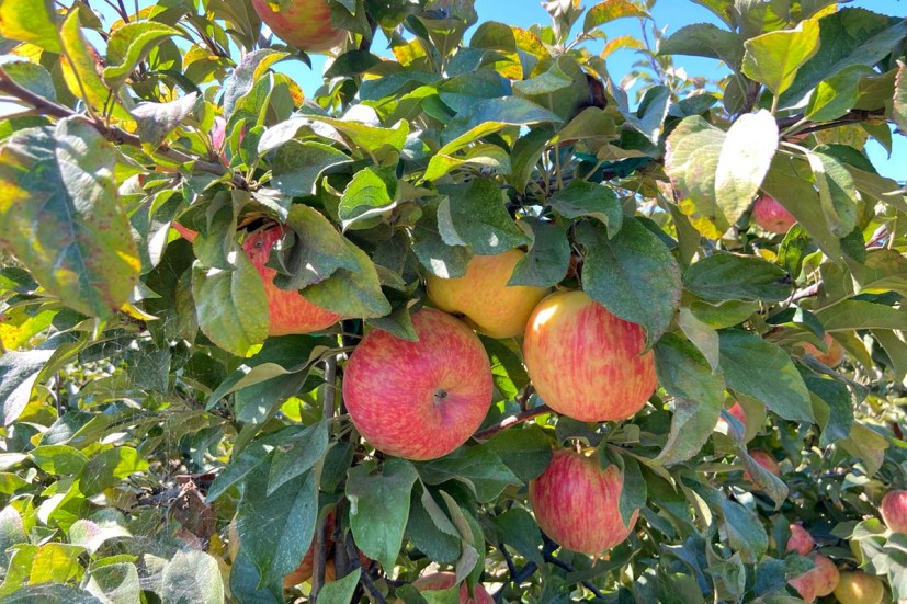 Apples in tree