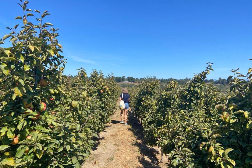 Apple orchard