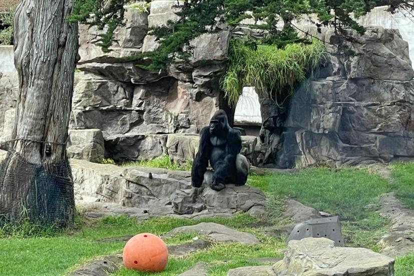 SF Zoo gorilla