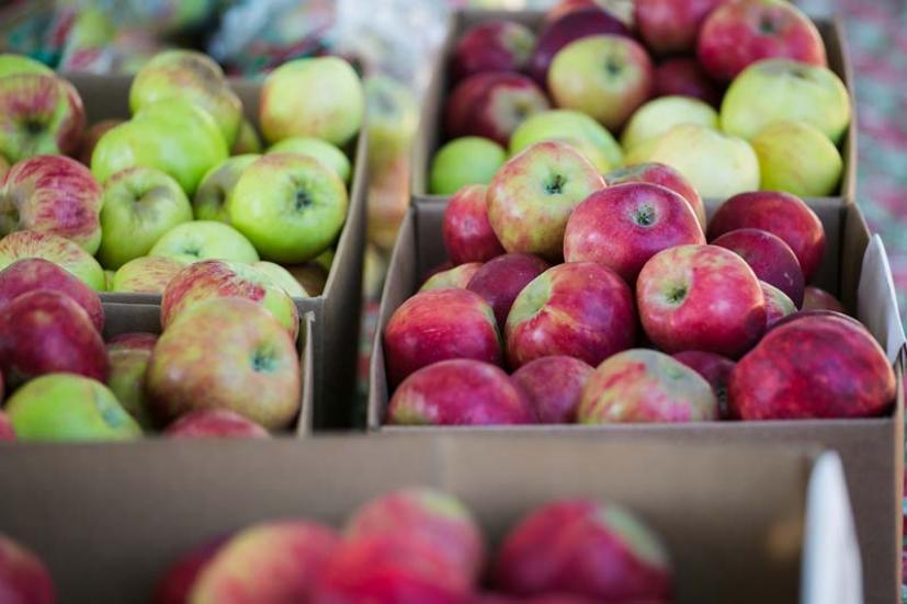 Gravenstein Apple Fair Sebastopol