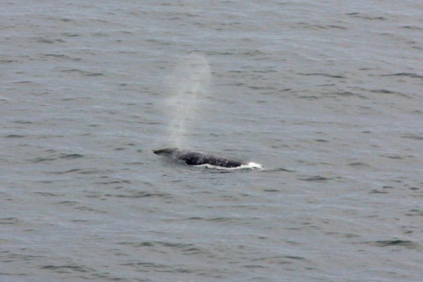 Gray Whale Point Reyes