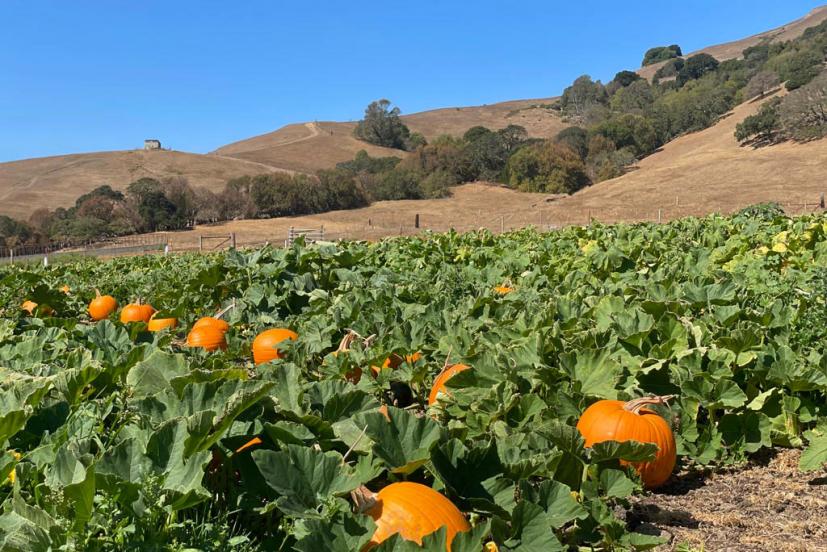 Grossi Family Farm Pumpkin Patch Novato Marin County