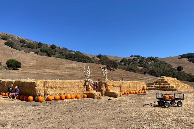 Grossi Family Farm Pumpkin Patch Novato Marin County