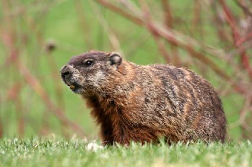 Groundhog Day Results: 6 More Weeks of Winter | Marin Mommies