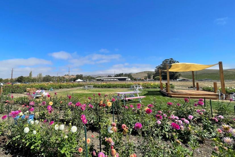 Happy Dahlia Farm in Petaluma