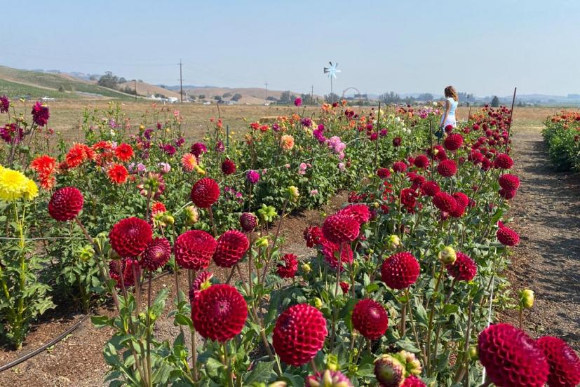 Happy Dahlia Farm in Petaluma