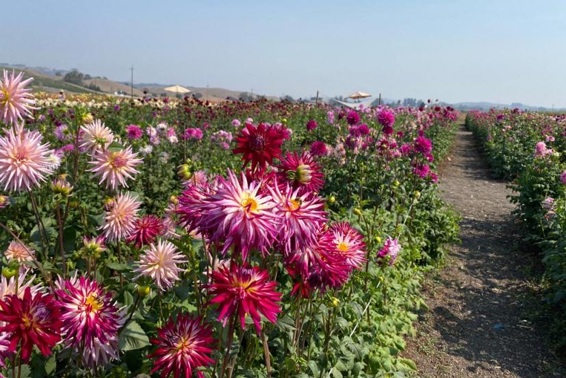 Happy Dahlia Farm in Petaluma