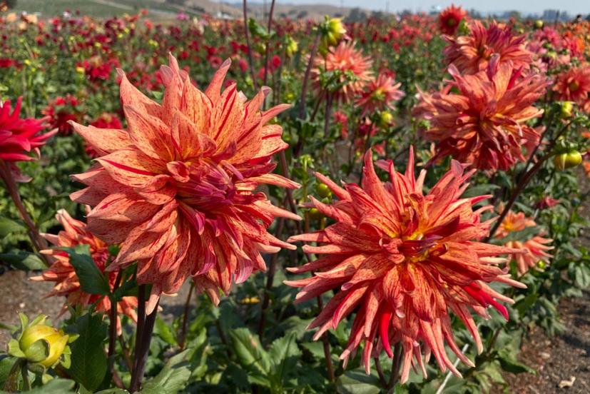 Happy Dahlia Farm in Petaluma