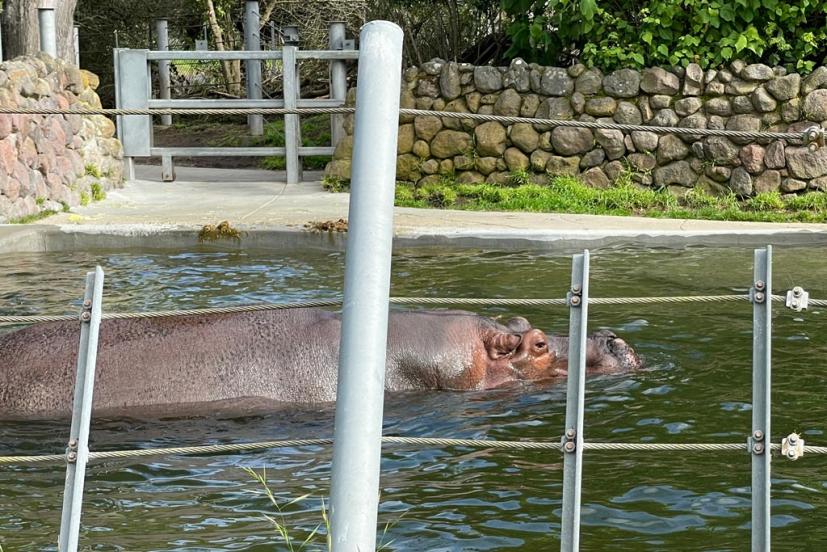 SF Zoo hippo