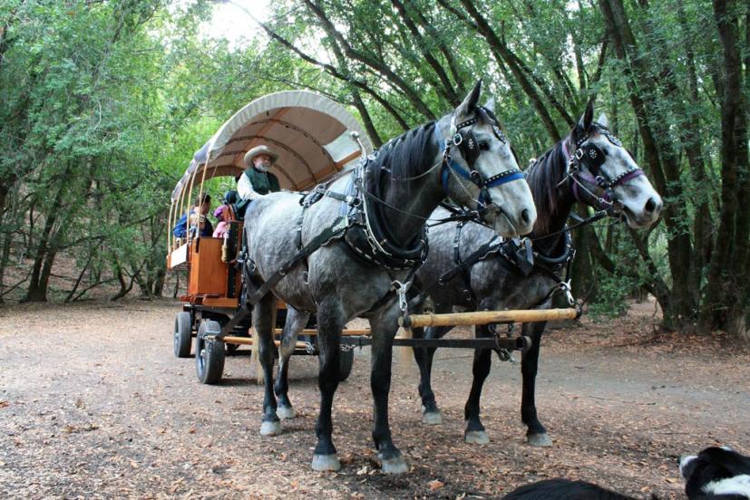 Indian Valley Carriage covered wagon Gary Sello