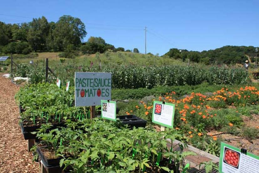 Indian Valley Organic Farm and Garden College of Marin