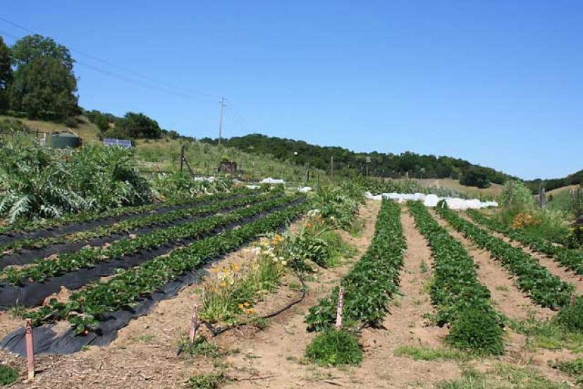 Indian Valley Organic Farm and Garden College of Marin