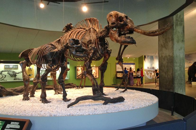 Fossil mastodons at La Brea Tar Pits George Page Museum Los Angeles