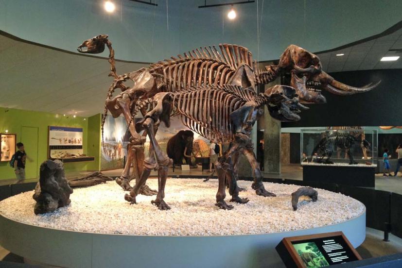 La Brea Tarpits museum Los Angeles