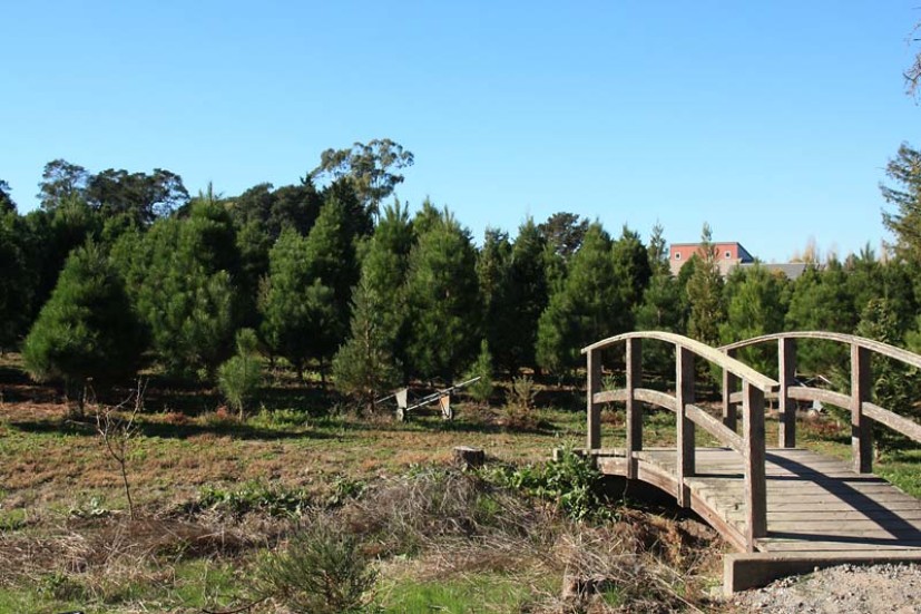 50 Years of Family Tradition at Larsen’s Christmas Tree Farm | Marin
