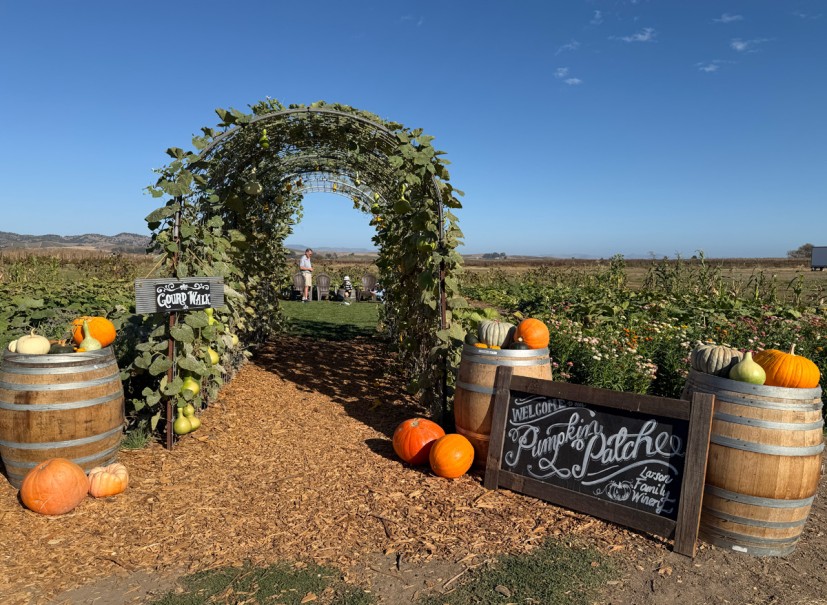 Colorful pumpkins and decorative gourds at Larson Family Winery's Pumpkin Patch in Sonoma