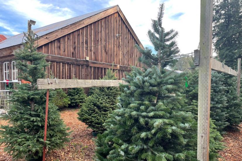 Larsen's Christmas Tree Farm Petaluma