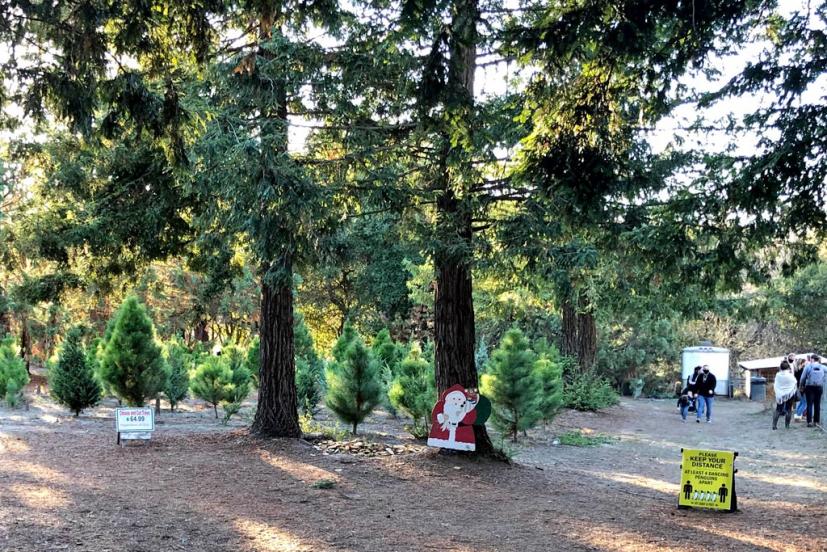 UCut Christmas Tree Farms in Petaluma Marin Mommies