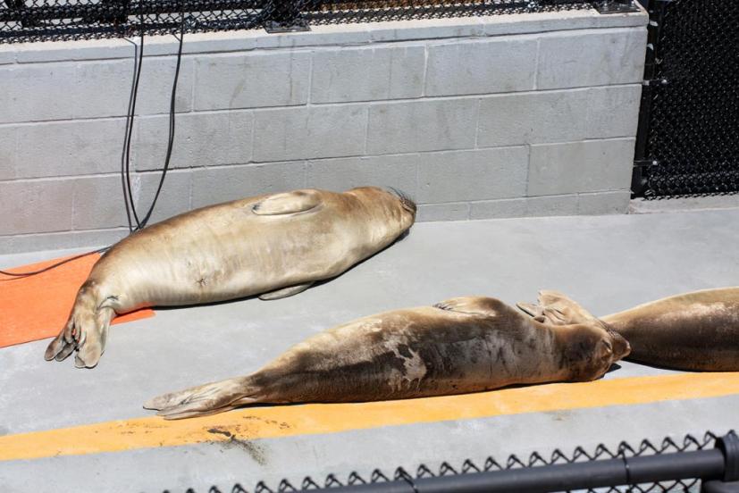 Marin Headlands Marine Mammal Center