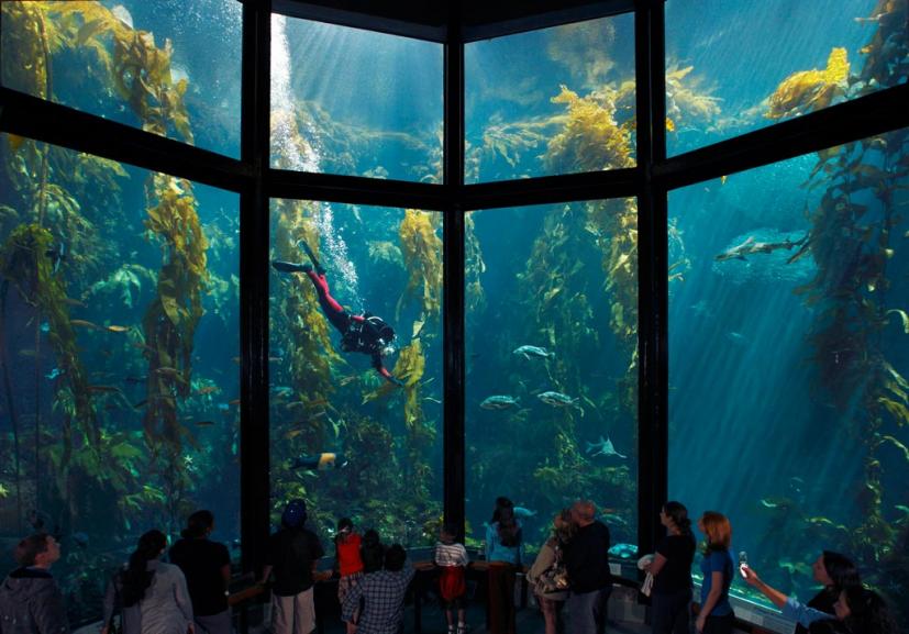 best day to visit monterey aquarium