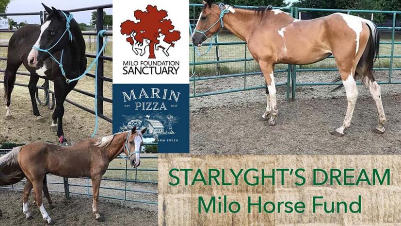 Milo Horse Fund