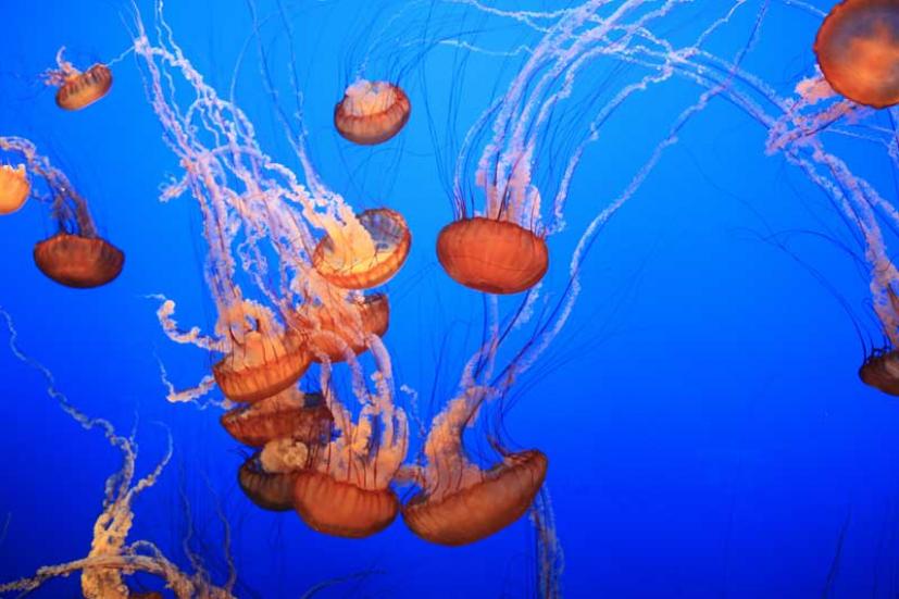 Family Road Trip To The Monterey Bay Aquarium Marin Mommies