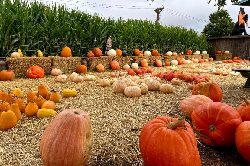 Muelrath Ranches Pumpkin Patch in Santa Rosa